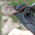 🐭Trappola Meccanica Per Topi – Robusta E Di Elevata Durata