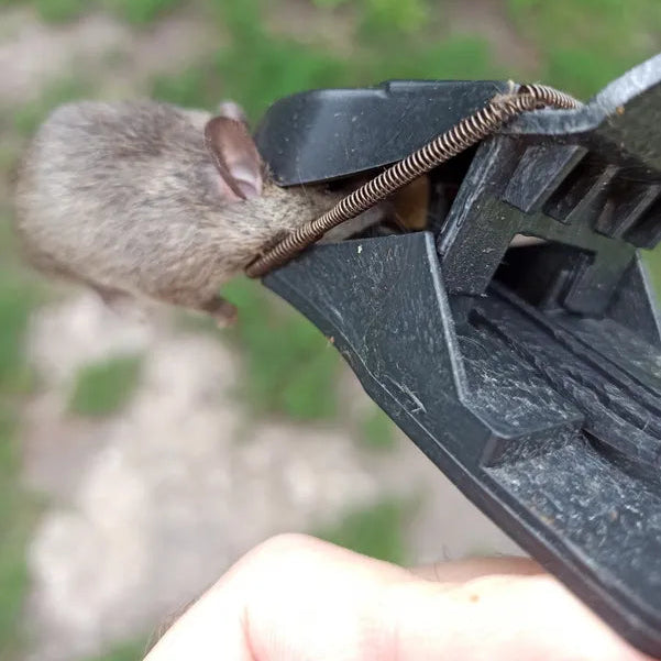 🐭Trappola Meccanica Per Topi – Robusta E Di Elevata Durata