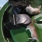 🐭Trappola Meccanica Per Topi – Robusta E Di Elevata Durata