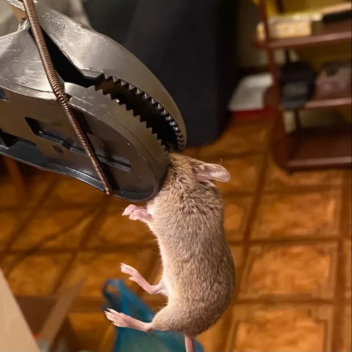 🐭Trappola Meccanica Per Topi – Robusta E Di Elevata Durata