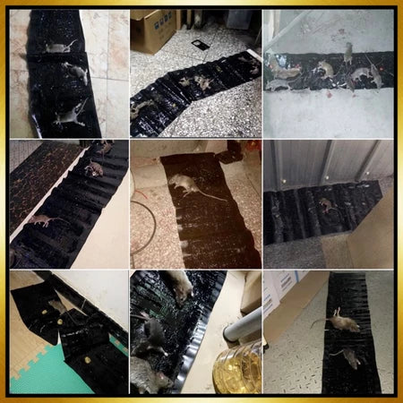 Trampas Adhesivas Profesionales – Extra Grandes para Atrapar Más Rápido