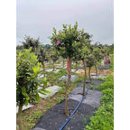 🌱 Telo Pacciamante Anti-Erbacce 100x100 cm | Foro Centrale 10 cm