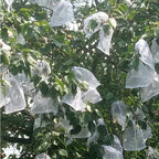 🐛 Sacchetti in Rete Traspirante per Proteggere Frutta e Verdura | Riutilizzabili